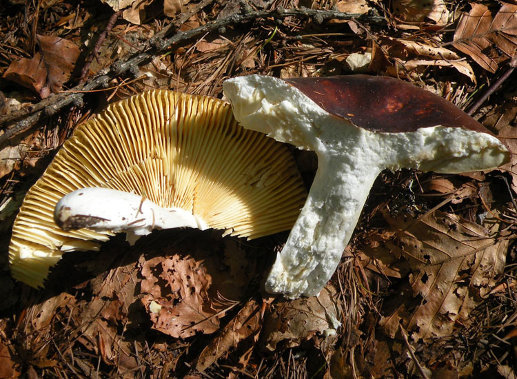 Russula integra?